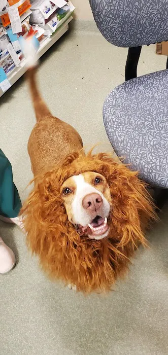 All Creatures Animal Hospital Picture 6