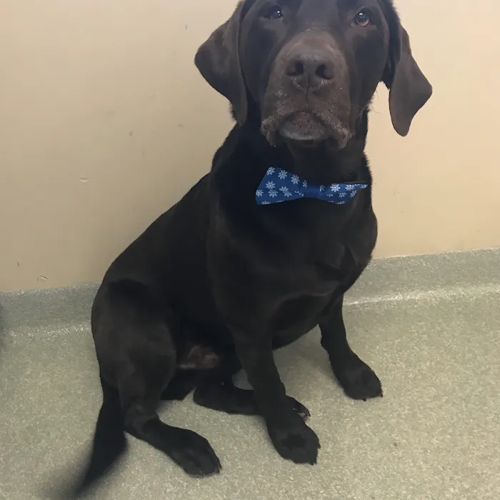 All Creatures Animal Hospital Picture 9