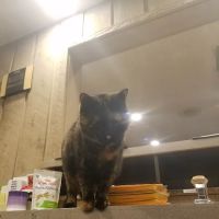 Tiger Town Veterinary Services ico