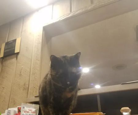 Tiger Town Veterinary Services