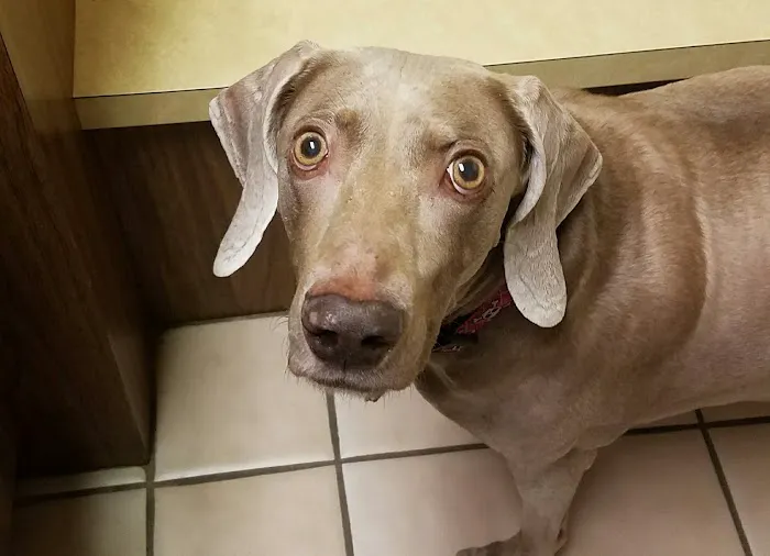 Tiger Town Veterinary Services Picture 5