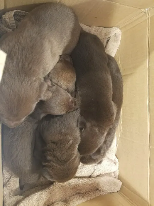 Tiger Town Veterinary Services Picture 3