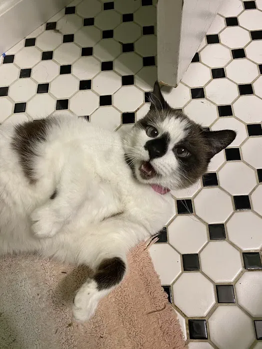 Tiger Town Veterinary Services Picture 8