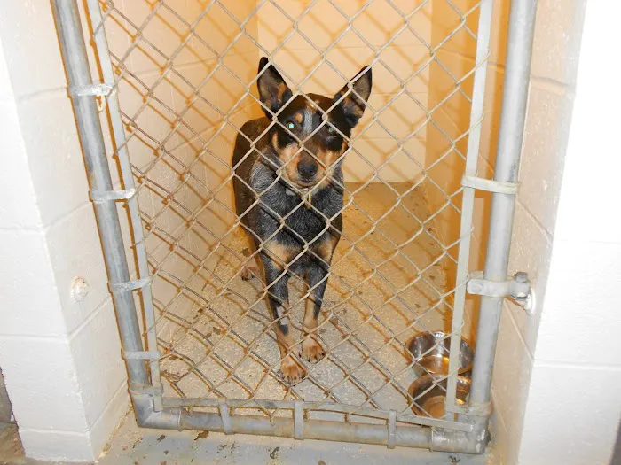 Tiger Town Veterinary Services Picture 10