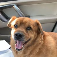 Noah's Ark Animal Hospital & Bird Clinic ico