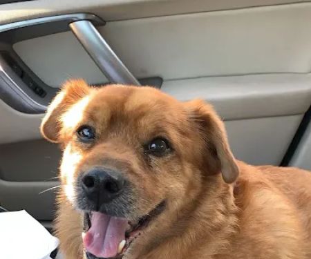 Noah's Ark Animal Hospital & Bird Clinic