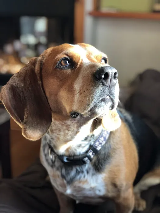 Noah's Ark Animal Hospital & Bird Clinic Picture 6