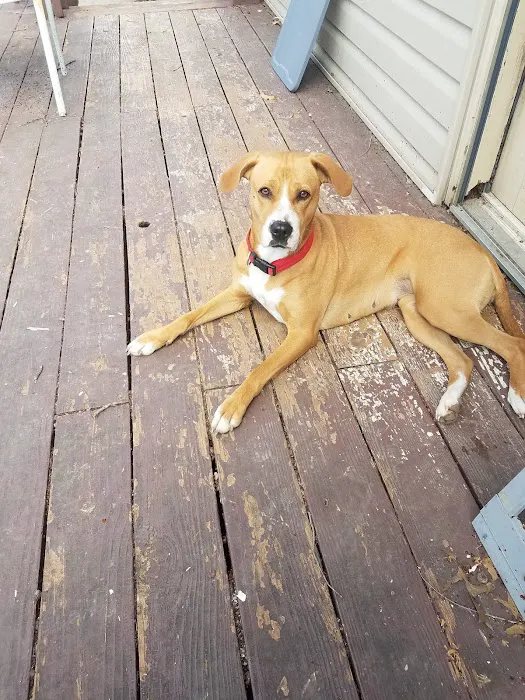 Noah's Ark Animal Hospital & Bird Clinic Picture 4