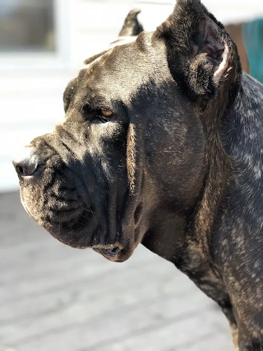 Noah's Ark Animal Hospital & Bird Clinic Picture 10