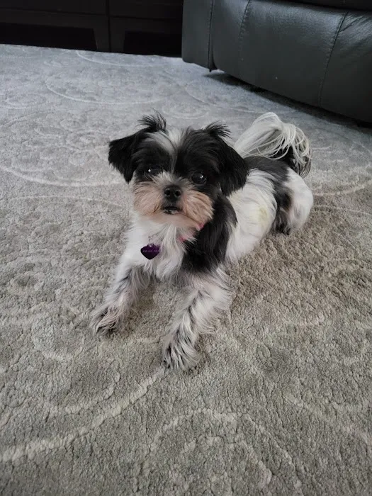 Vetco Total Care Animal Hospital Picture 4