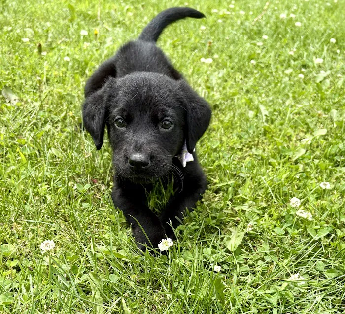 Vetco Total Care Animal Hospital Picture 5