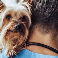 Link Veterinary Clinic ico