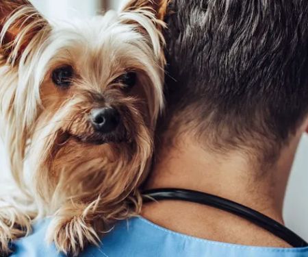 Link Veterinary Clinic