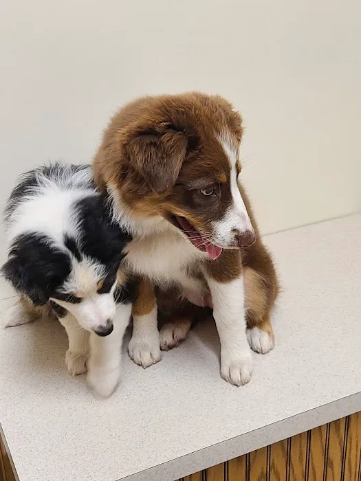 Midwest Veterinary Clinic: Penrod Cindy DVM Picture 2