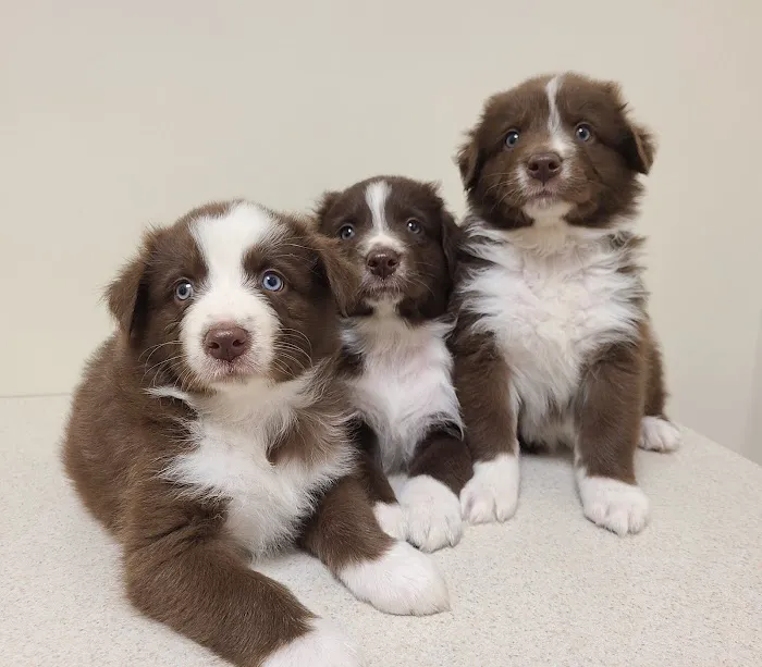 Midwest Veterinary Clinic: Penrod Cindy DVM Picture 1