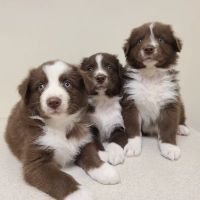 Midwest Veterinary Clinic: Penrod Cindy DVM ico