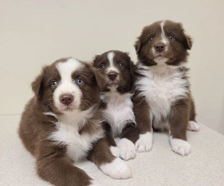 Midwest Veterinary Clinic: Penrod Cindy DVM