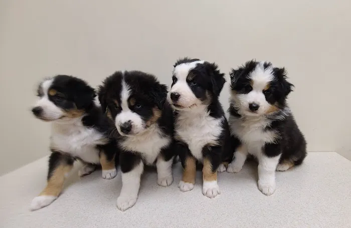 Midwest Veterinary Clinic: Penrod Cindy DVM Picture 4