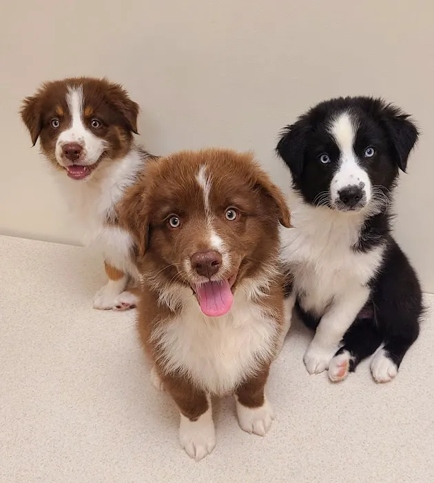 Midwest Veterinary Clinic: Penrod Cindy DVM Picture 3