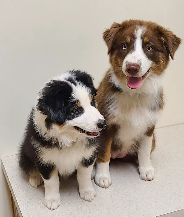 Midwest Veterinary Clinic Picture 2