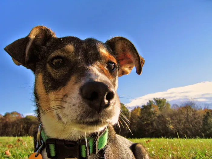 Midwest Veterinary Clinic Picture 1