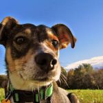 Midwest Veterinary Clinic