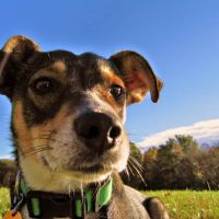 Midwest Veterinary Clinic ico