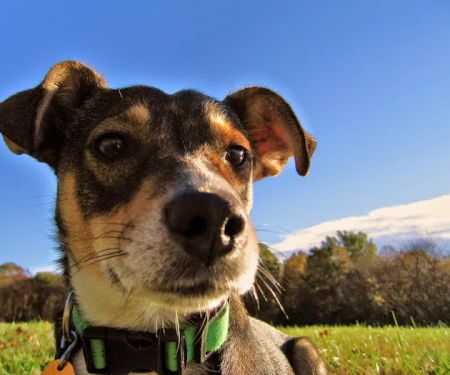 Midwest Veterinary Clinic