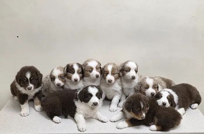 Midwest Veterinary Clinic Picture 3