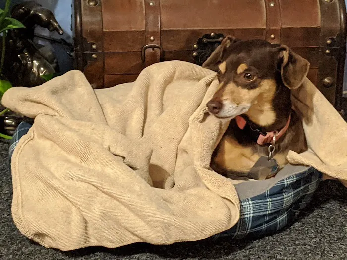 Midwest Veterinary Clinic Picture 6