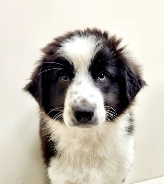 Midwest Veterinary Clinic Picture 4