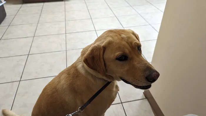 Midwest Veterinary Clinic Picture 5