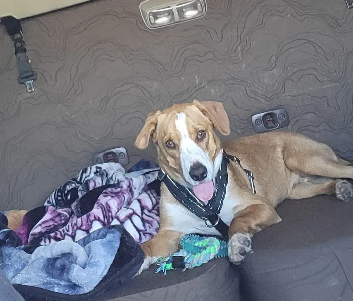 Midwest Veterinary Clinic Picture 10