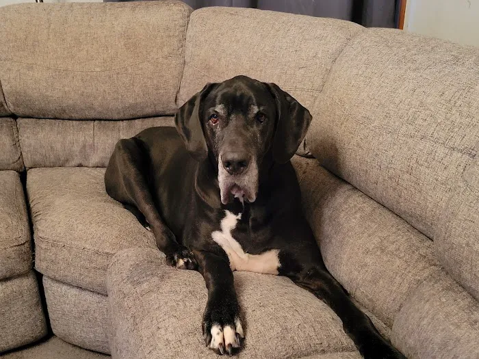 Midwest Veterinary Clinic Picture 9