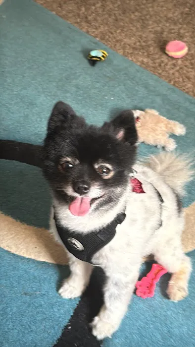 Callaway County Small Animal Veterinary Clinic Picture 1