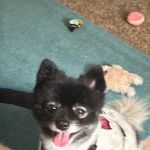 Callaway County Small Animal Veterinary Clinic