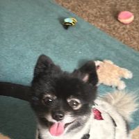 Callaway County Small Animal Veterinary Clinic ico