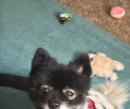 Callaway County Small Animal Veterinary Clinic