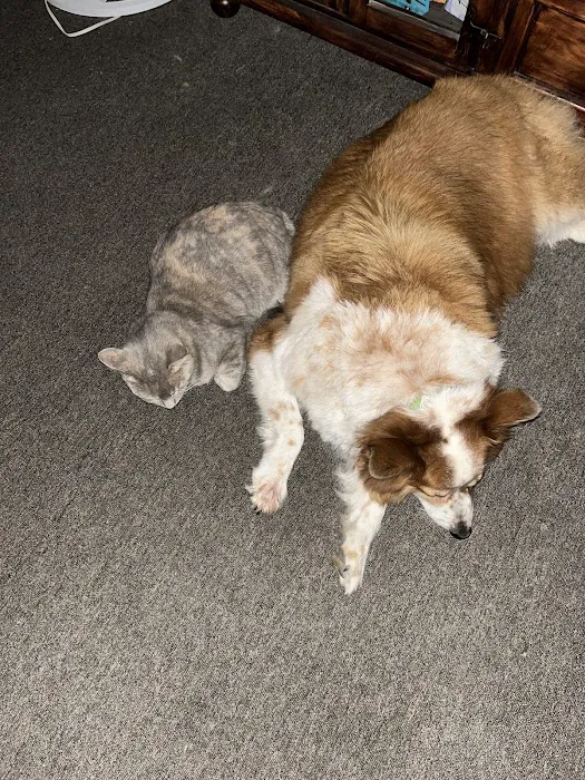 Callaway County Small Animal Veterinary Clinic Picture 2