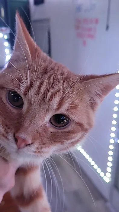 Callaway County Small Animal Veterinary Clinic Picture 3