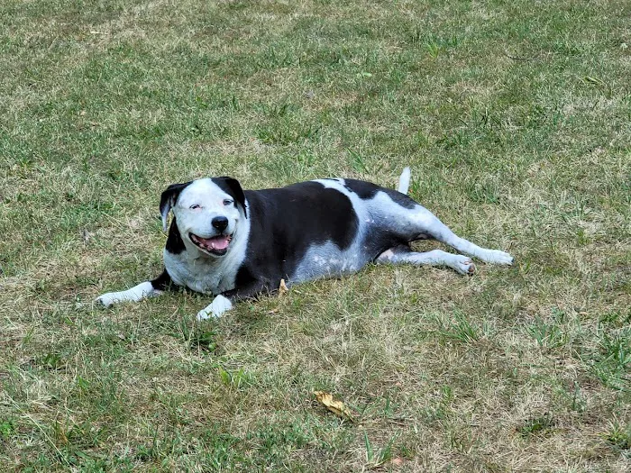 Callaway County Small Animal Veterinary Clinic Picture 5