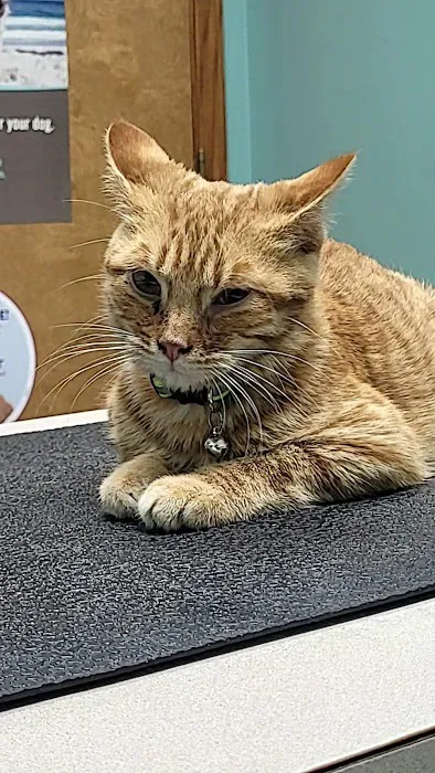 Callaway County Small Animal Veterinary Clinic Picture 6