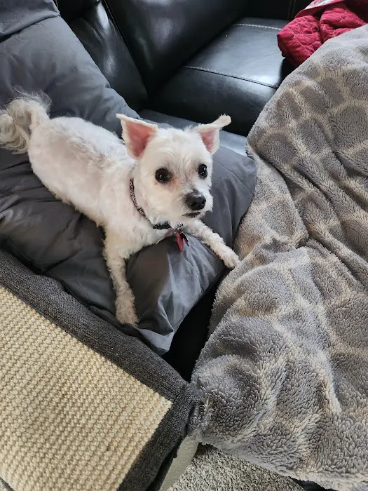 Callaway County Small Animal Veterinary Clinic Picture 7