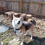 Mizzou Small Animal Hospital