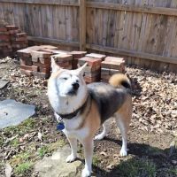 Mizzou Small Animal Hospital ico