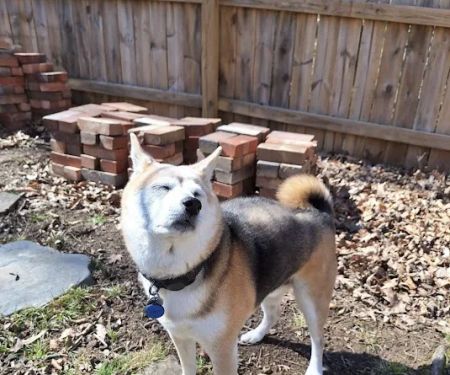 Mizzou Small Animal Hospital