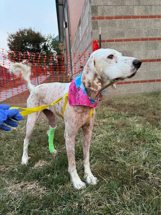 Mizzou Small Animal Hospital Picture 2