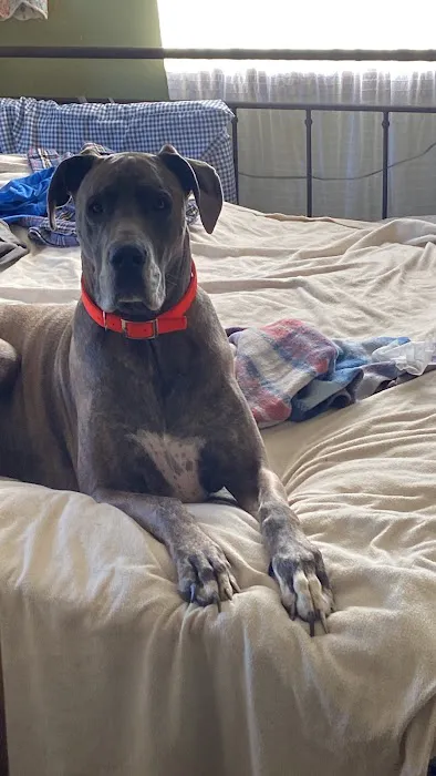 University of Missouri Veterinary Health Center Picture 7