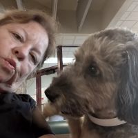 MU Veterinary hospital ico