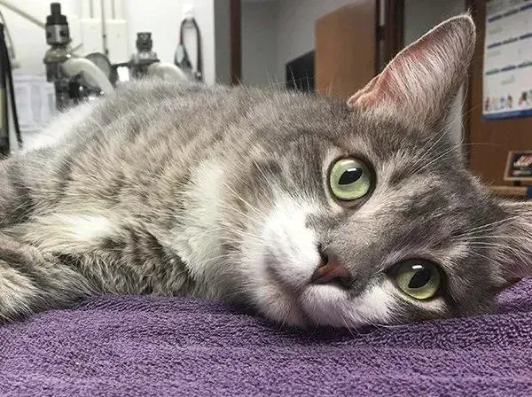 Pet Center Ltd Picture 1